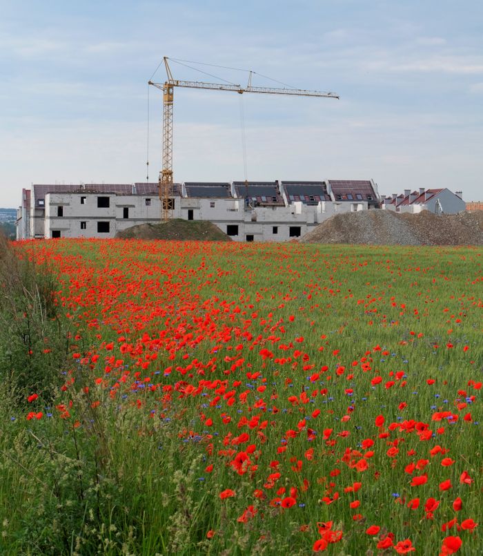 Urban development with a scenic poppy field foreground, merging nature and construction.